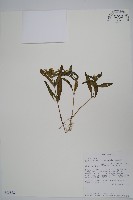 登錄號:S093842藏品圖，第1張