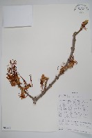 登錄號:S093845藏品圖，第1張