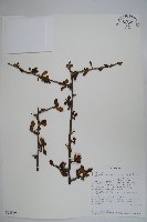 登錄號:S093849藏品圖，第1張