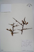 登錄號:S093851藏品圖，第1張