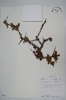登錄號:S093853藏品圖，第1張