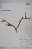 登錄號:S093854藏品圖，第1張