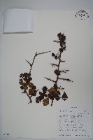 登錄號:S093855藏品圖，第1張