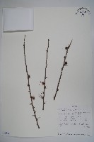 登錄號:S093856藏品圖，第1張