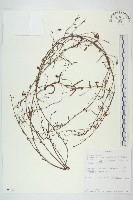 戟葉菜欒藤藏品圖，第1張