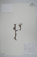 登錄號:S093864藏品圖，第1張