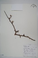登錄號:S093865藏品圖，第1張