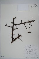 登錄號:S093866藏品圖，第1張