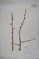 登錄號:S093867藏品圖，第1張