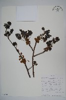 登錄號:S093868藏品圖，第1張