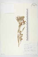 登錄號:S093877藏品圖，第1張