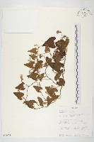 登錄號:S093878藏品圖，第1張