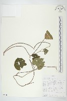 登錄號:S093880藏品圖，第1張