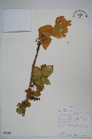 登錄號:S093881藏品圖，第1張