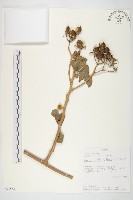 登錄號:S093882藏品圖，第1張