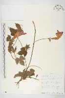 銳葉牽牛藏品圖，第1張