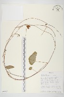 野牽牛藏品圖，第1張