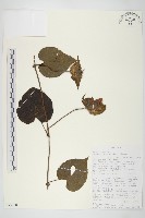 登錄號:S093888藏品圖，第1張