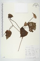 登錄號:S093889藏品圖，第1張