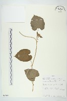 長梗毛娥房藤藏品圖，第1張