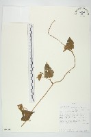 長梗毛娥房藤藏品圖，第1張