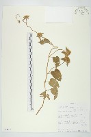 長梗毛娥房藤藏品圖，第1張
