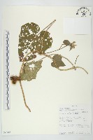 登錄號:S093896藏品圖，第1張
