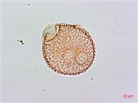 登錄號:S093897藏品圖，第1張