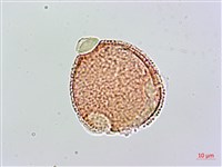 登錄號:S093897藏品圖，第2張