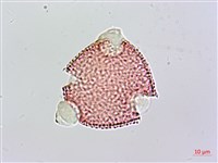 登錄號:S093897藏品圖，第3張