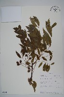 登錄號:S093899藏品圖，第1張