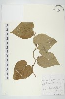 登錄號:S093901藏品圖，第1張