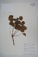 登錄號:S093903藏品圖，第1張