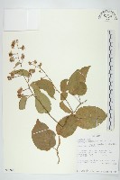 登錄號:S093909藏品圖，第1張