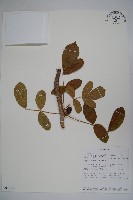登錄號:S093910藏品圖，第1張