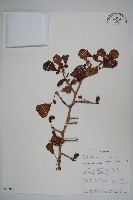 登錄號:S093911藏品圖，第1張