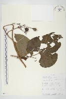 登錄號:S093912藏品圖，第1張