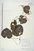 登錄號:S093914藏品圖，第1張