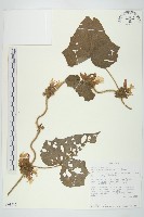 登錄號:S093915藏品圖，第1張