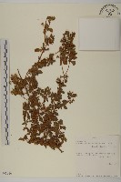 登錄號:S093916藏品圖，第1張