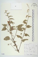 登錄號:S093918藏品圖，第1張