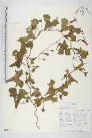 登錄號:S093919藏品圖，第1張