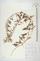 登錄號:S093920藏品圖，第1張