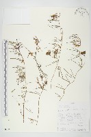 登錄號:S093921藏品圖，第1張