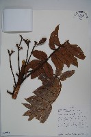 登錄號:S093938藏品圖，第1張