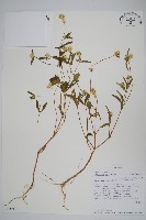 登錄號:S093940藏品圖，第1張