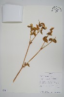 登錄號:S093941藏品圖，第1張