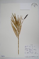 登錄號:S093943藏品圖，第1張