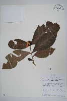 登錄號:S093957藏品圖，第1張