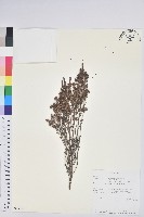 登錄號:S093961藏品圖，第1張